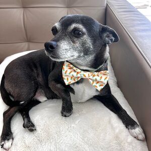 Meet your Posher, Brandy